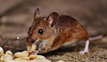 24 Hour & Emergency Exterminators in Glendale Heights, IL